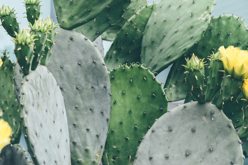 Nopal cactus or prickly pear